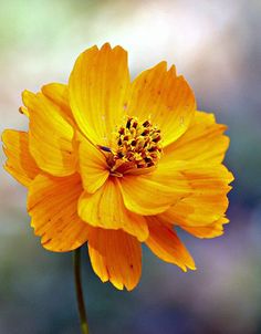 a yellow flower with water droplets on it