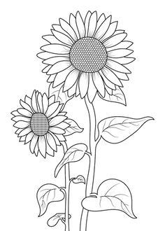 a sunflower is shown in this black and white drawing, with leaves on the stems