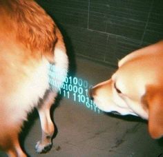 two dogs are sniffing each other in front of a screen that reads code 0001