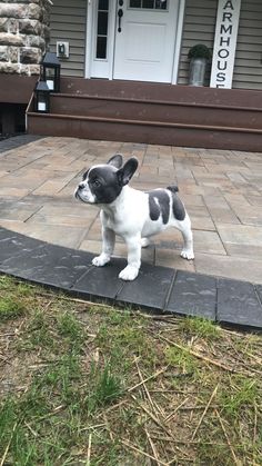 a small black and white dog standing on top of a stone walkway next to a house