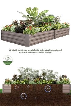 the different types of plants are shown in this graphic diagram, and below it is an image