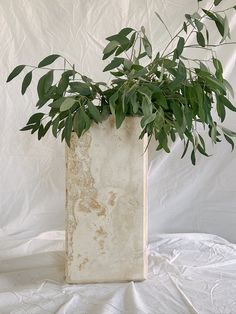 a plant in a white vase with green leaves on the top and bottom, against a white background