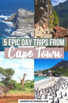 the top five things to see in cape town, including zebras and giraffes