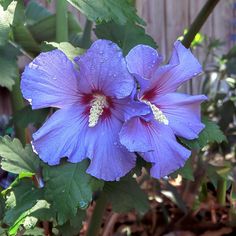 two purple flowers with green leaves and water droplets on them, in front of a wooden fence