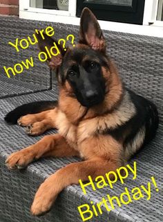 a german shepherd laying on a patio bench with the caption you're how old? happy birthday