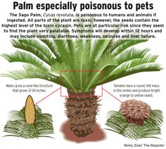 the palm tree is labeled with its names and description for each plant in this article