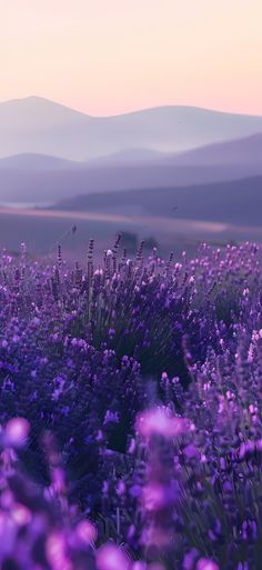 lavender flowers in the foreground with mountains in the backgrounnd and pink sky