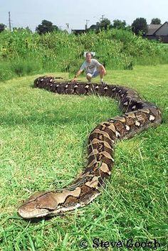 a large snake laying in the grass with a man standing next to it on top of it