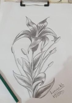 تعلم الرسم Flower Sketches, Love Smile Quotes, Pencil Drawings, Crayon, Female Sketch, Lily, Architecture, Tattoos