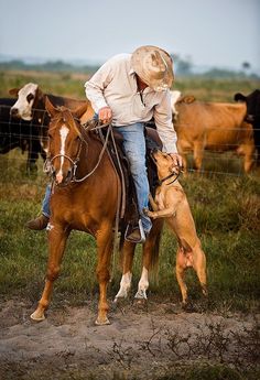 a man riding on the back of a brown horse next to a dog and cows