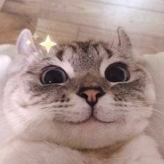 a close up of a cat with big blue eyes looking at the camera while laying on a bed