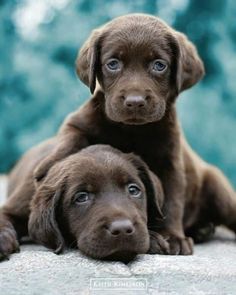 two brown puppies sitting on top of each other with their eyes wide open and looking at the camera