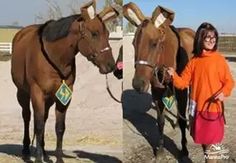 two brown horses standing next to each other on a dirt field with a woman in an orange dress