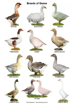 an image of different types of birds on the grass with caption for each one