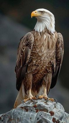 an eagle sitting on top of a rock