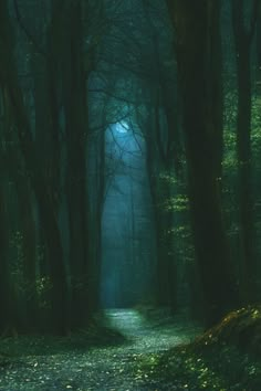 a path in the middle of a dark forest