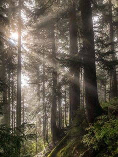 sunlight shining through the trees in a forest