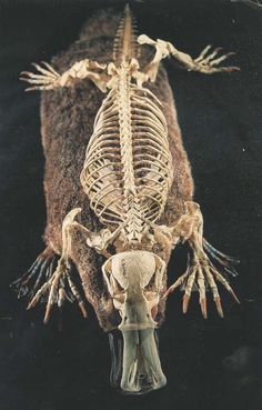 an animal skeleton is shown in this image