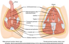 How to Relax Your Pelvic Floor Muscles — Southern Pelvic Health Physical Therapy Pelvic Congestion Syndrome, Levator Ani, How To Relax Yourself, Pelvic Floor Therapy, Pelvic Floor Dysfunction, Basic Anatomy And Physiology, Diaphragmatic Breathing, Trigger Point Therapy, Human Body Anatomy