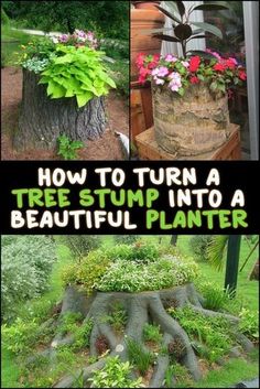 how to turn a tree stump into a beautiful planter