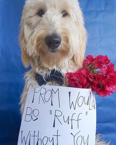 a dog holding a sign that says from would be ruff without you with flowers