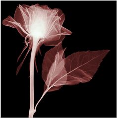 a red flower with white petals on a black background