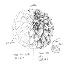 a drawing of an artichoke with the words how to add petals and leaves