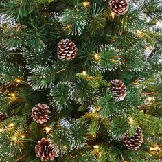 pine cones and needles are covered in snow