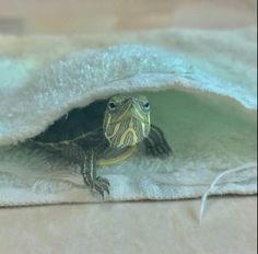 a small turtle is hiding under a blanket