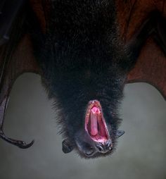 a bat with its mouth open and it's tongue out