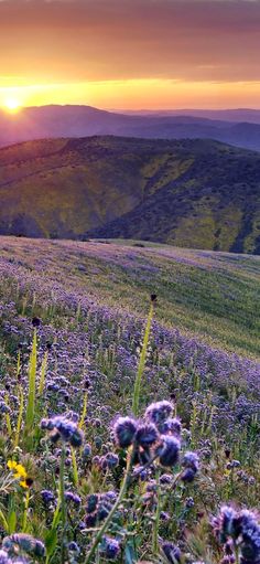 the sun is setting over a field with wildflowers and mountains in the background