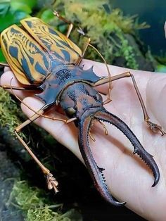 a close up of a person holding a bug in their hand