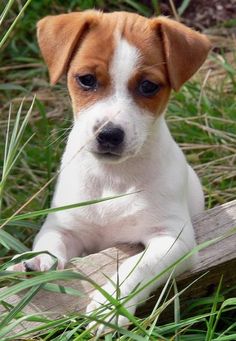 a small brown and white dog laying on top of a wooden log in the grass