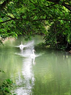 two swans swimming in the middle of a river