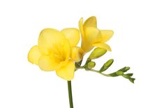 two yellow flowers with green stems on a white background