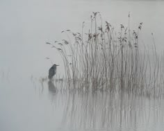 a bird sitting on top of a body of water next to tall grass and reeds