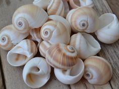 several sea shells sitting on top of a wooden table