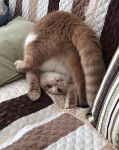 an orange and white cat laying on top of a bed