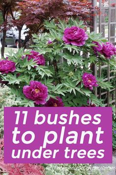 purple flowers with the words 11 bushes to plant under trees in front of them