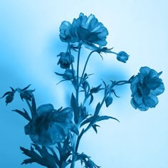 blue flowers against a light blue background