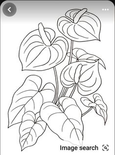 a plant with leaves on it and the words image search below