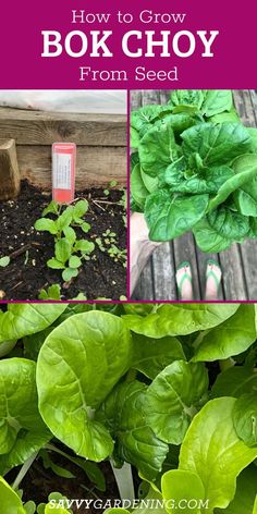 Growing bok choy at home is easy with the right techniques. Learn how to start seeds indoors or directly sow them in your vegetable garden. This garden guide covers everything from soil preparation to harvesting fresh, nutritious bok choy. Start growing your own food with these simple gardening tips. #homevegetablegarden