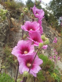 pink flowers are blooming on the side of a mountain