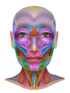 the face and neck muscles are shown in this diagram, with different colors on each side