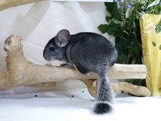 a small gray rat sitting on top of a wooden branch next to a flower pot