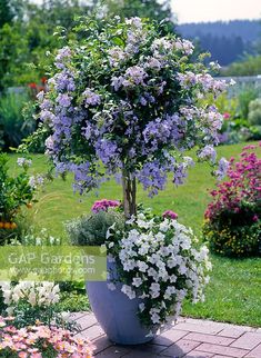 purple and white flowers in a large pot on a brick walkway next to a garden