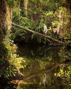 a white bird sitting on top of a tree branch in the middle of a forest