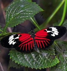 a red and black butterfly sitting on top of a green leaf