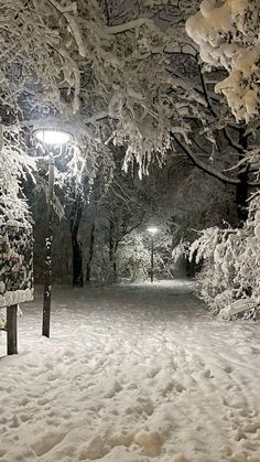 snow covered trees and benches at night with street lights in the distance, on a snowy path