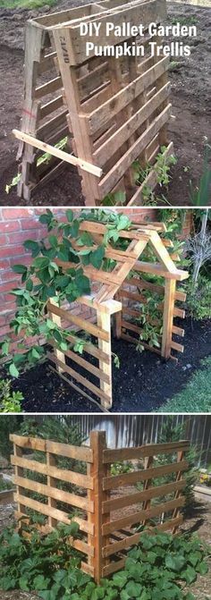 some wooden pallet garden trelliss with plants growing in them and the words diy pallet garden pumpkin trelliss